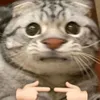 mr.cat5762