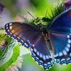 butterfly🦋🦋