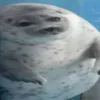 seal_bro