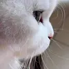 tia.mo118