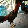 myat.thu7450