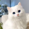 خاتوون هێڤە🤍₁₇