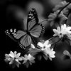 amalahmad3851
