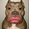 Tchikito