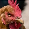 gallina106
