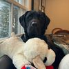 shoalstheblacklab