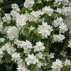 nompan392