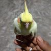 mohammad.mosiur
