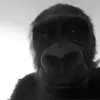 oldyclowny