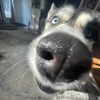 snoopy_luv2