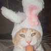 Sunny the Sucking Cat