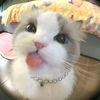 aurr_cute