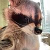 raccoons_a1