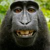 Monkey_boy