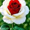 user294060081993