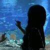 callista_444