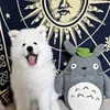 totorothesamoyed