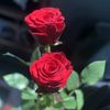 ros.rose23