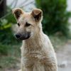 pet_wellness6