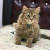 melkithecat