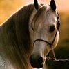 user7040405512735
