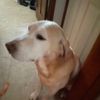 hadliejune_121716