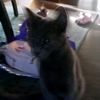 rblxkandi.imbored.cats
