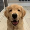 goose_thegolden_