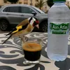foaed.el.kharaz