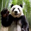 Panda Vlogs