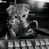 0nlyyb1lqiss_