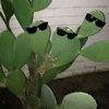 greenpeachtogethe