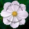 myint.htay672