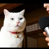 ”猫さんの真実”🐈🎤