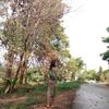 phyophyo.com5