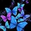 butterfly37694