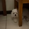 pepchigurl