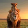 the.best.videos50