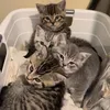 adorablecatslove