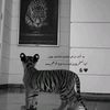 baghlani_4u