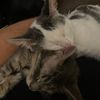 catsaver20