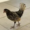 ingridthechicken