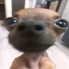 gabrielhenriquefa31