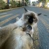 crazypetclips2