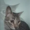 osvaldonorberto67