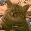 Gato_pecoso