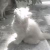 chailaa7