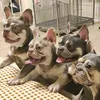 mybebufrenchies