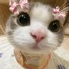 gki_mm