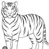 .le.tigre0
